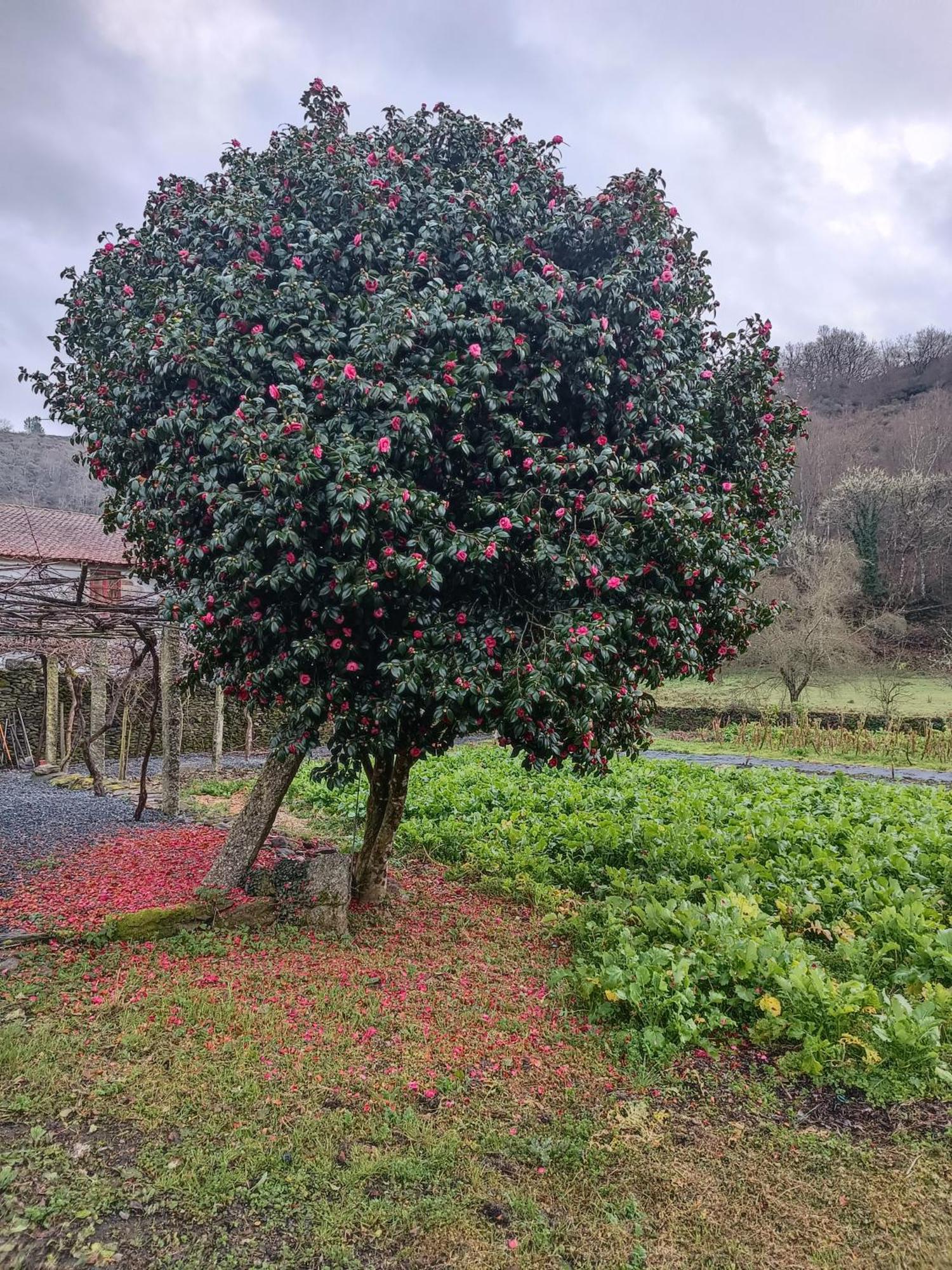 Casa Grande De Covas-Apartamentos Turisticos Taboada Экстерьер фото
