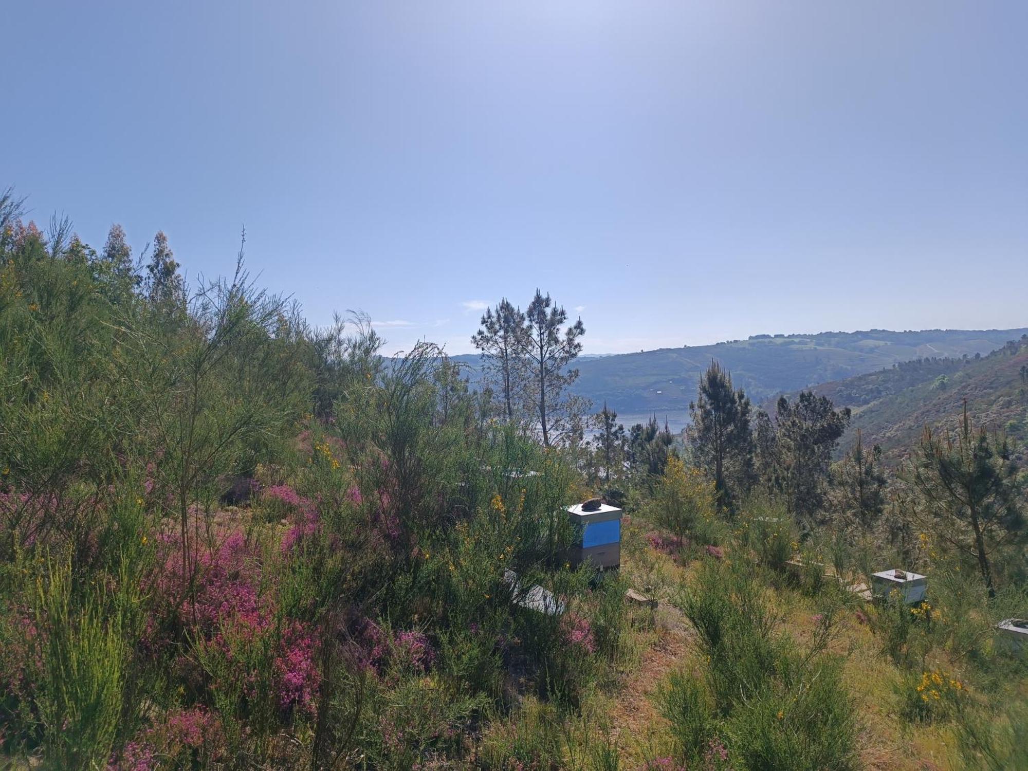 Casa Grande De Covas-Apartamentos Turisticos Taboada Экстерьер фото